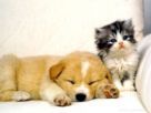animal-046_1_136x102.jpg