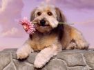 dog_wallpapers_106_136x102.jpg