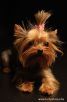 yorkshire_terrie_1_67x102.jpg